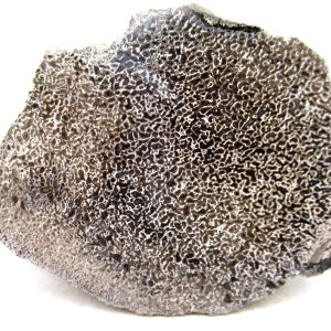 Morocco Cretaceous Polished Dinosaur Bone Slice 97 | Fossils for Sale Genuine Cretaceous Age Polished Dinosaur Bone Slice for Sale from Morocco #97