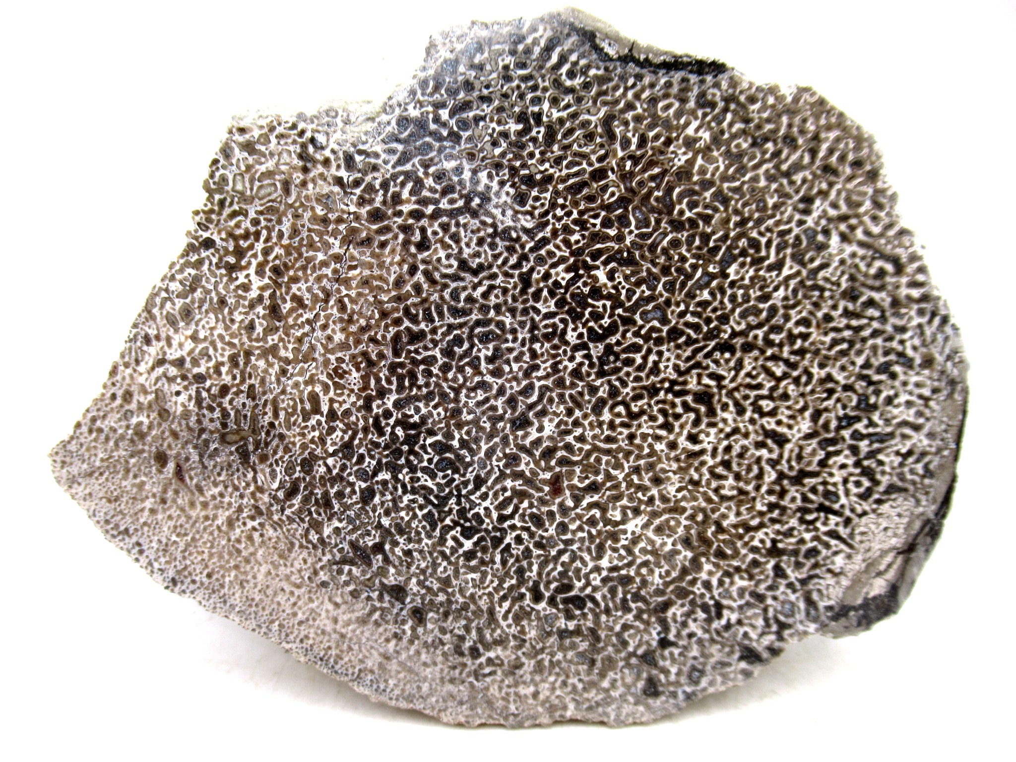 Morocco Cretaceous Polished Dinosaur Bone Slice 97 | Fossils for Sale Genuine Cretaceous Age Polished Dinosaur Bone Slice for Sale from Morocco #97