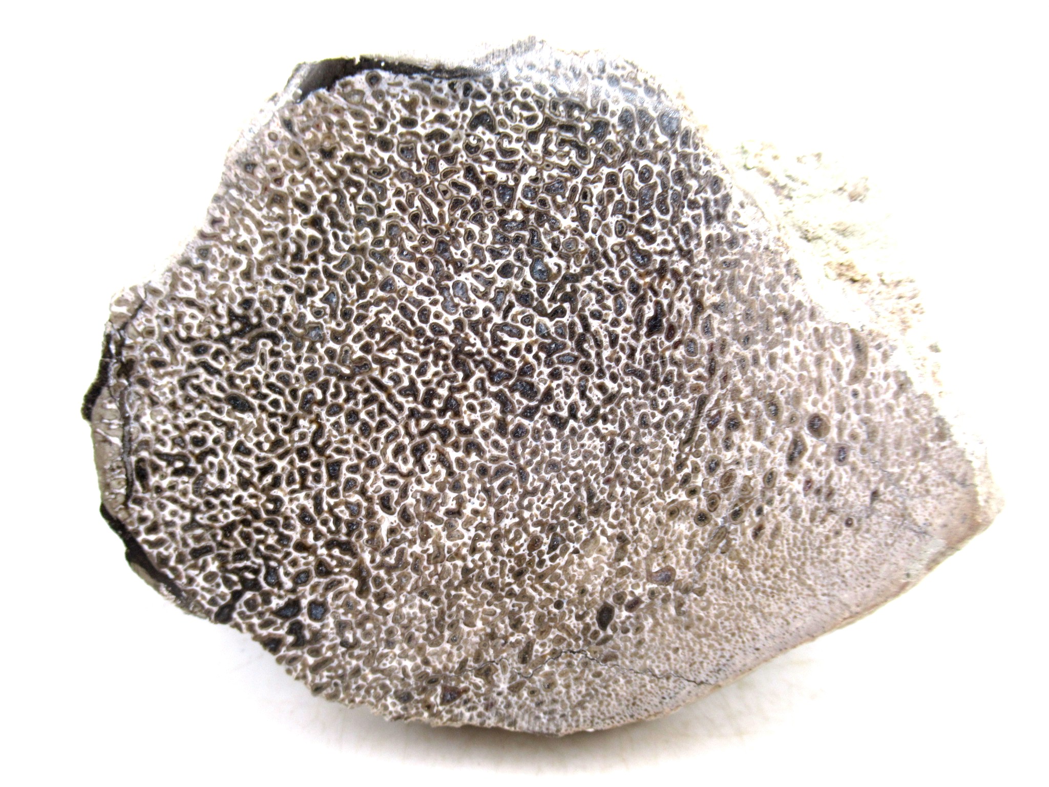 Morocco Cretaceous Polished Dinosaur Bone Slice 97a | Fossils for Sale Genuine Cretaceous Age Polished Dinosaur Bone Slice for Sale from Morocco #97a