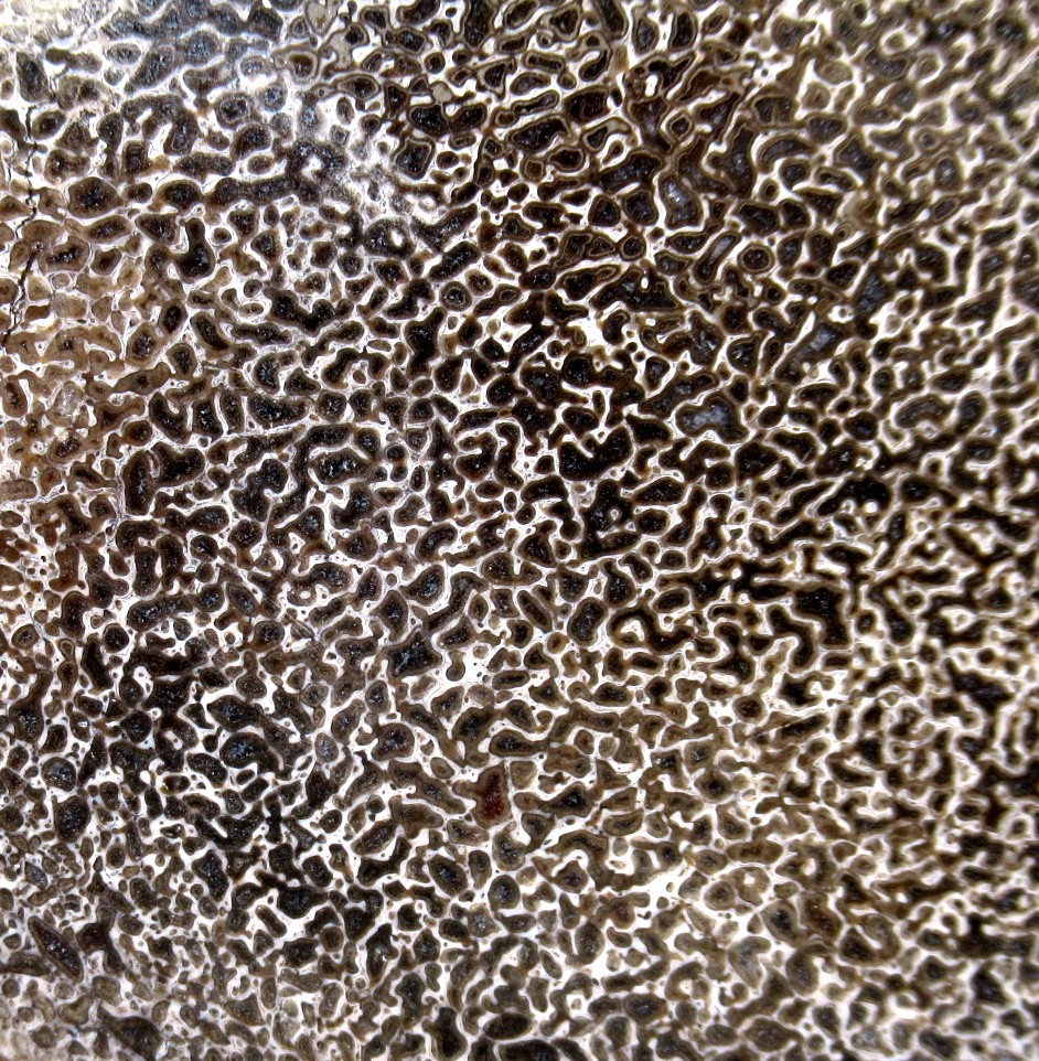 Morocco Cretaceous Polished Dinosaur Bone Slice 97b | Fossils for Sale Genuine Cretaceous Age Polished Dinosaur Bone Slice for Sale from Morocco #97b