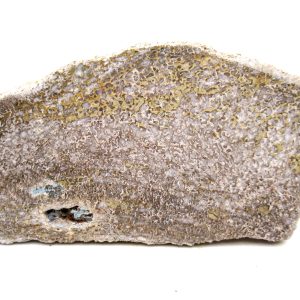 Morocco Cretaceous Polished Dinosaur Bone Slice 98 | Fossils for Sale Genuine Cretaceous Age Polished Dinosaur Bone Slice for Sale from Morocco #98