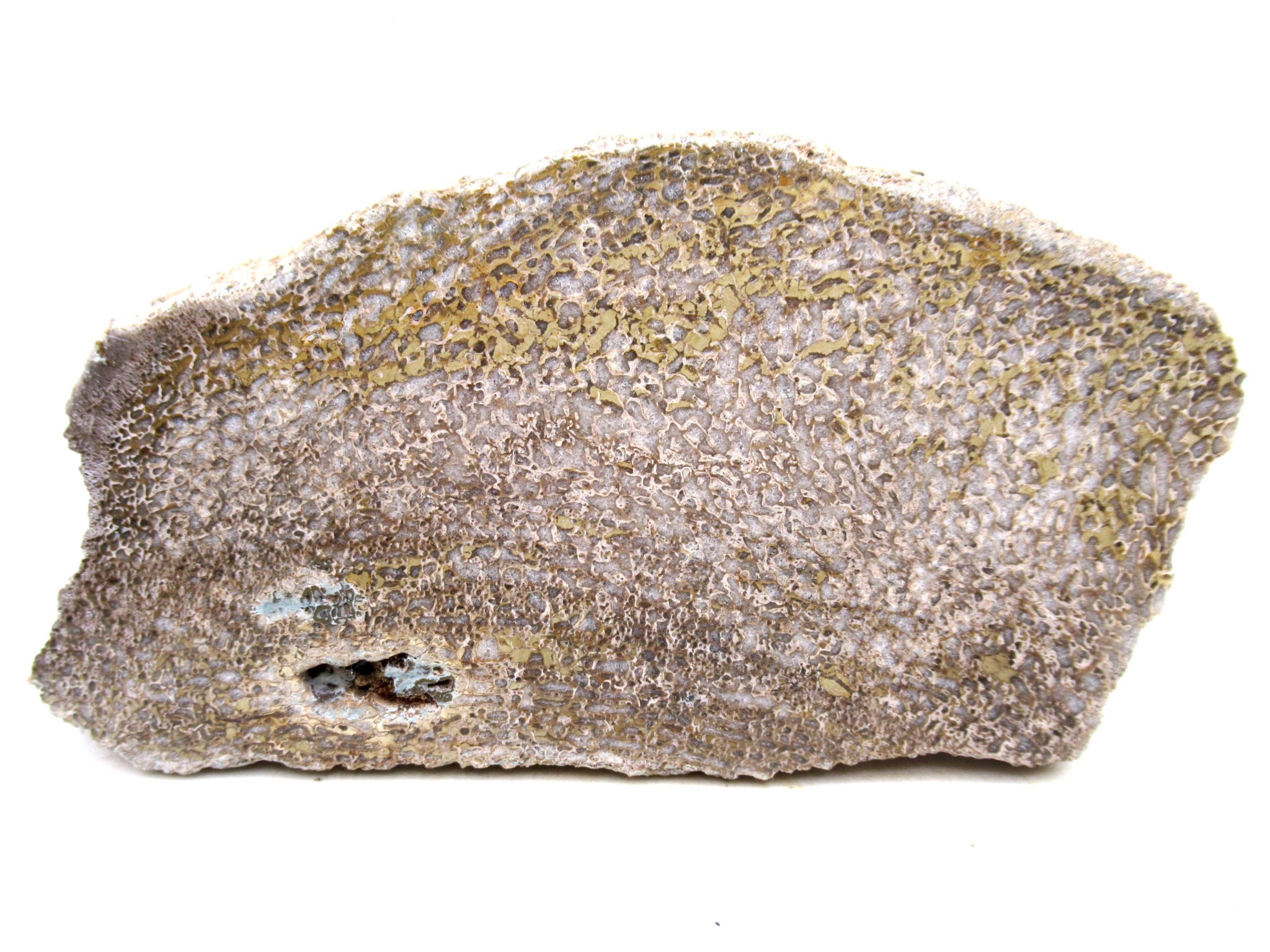 Morocco Cretaceous Polished Dinosaur Bone Slice 98 | Fossils for Sale Genuine Cretaceous Age Polished Dinosaur Bone Slice for Sale from Morocco #98