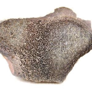 Morocco Cretaceous Polished Dinosaur Bone Slice 99 | Fossils for Sale Genuine Cretaceous Age Polished Dinosaur Bone Slice for Sale from Morocco #99