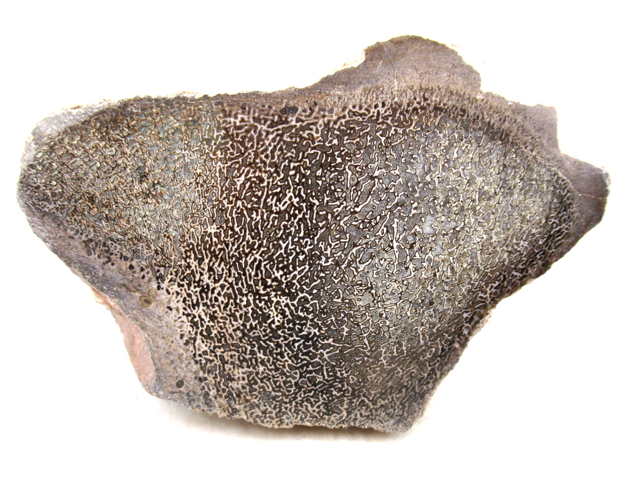 Morocco Cretaceous Polished Dinosaur Bone Slice 99 | Fossils for Sale Genuine Cretaceous Age Polished Dinosaur Bone Slice for Sale from Morocco #99