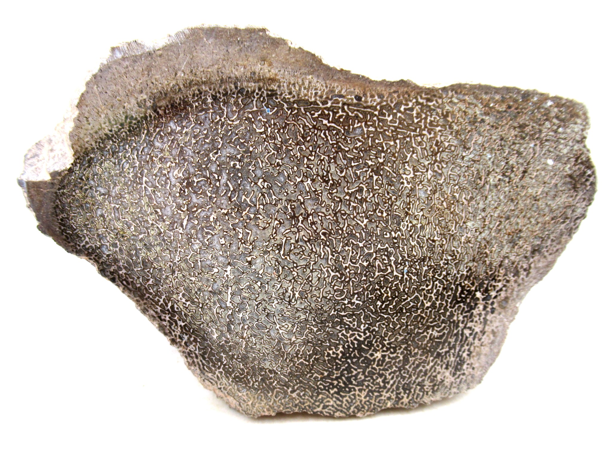 Morocco Cretaceous Polished Dinosaur Bone Slice 99a | Fossils for Sale Genuine Cretaceous Age Polished Dinosaur Bone Slice for Sale from Morocco #99a