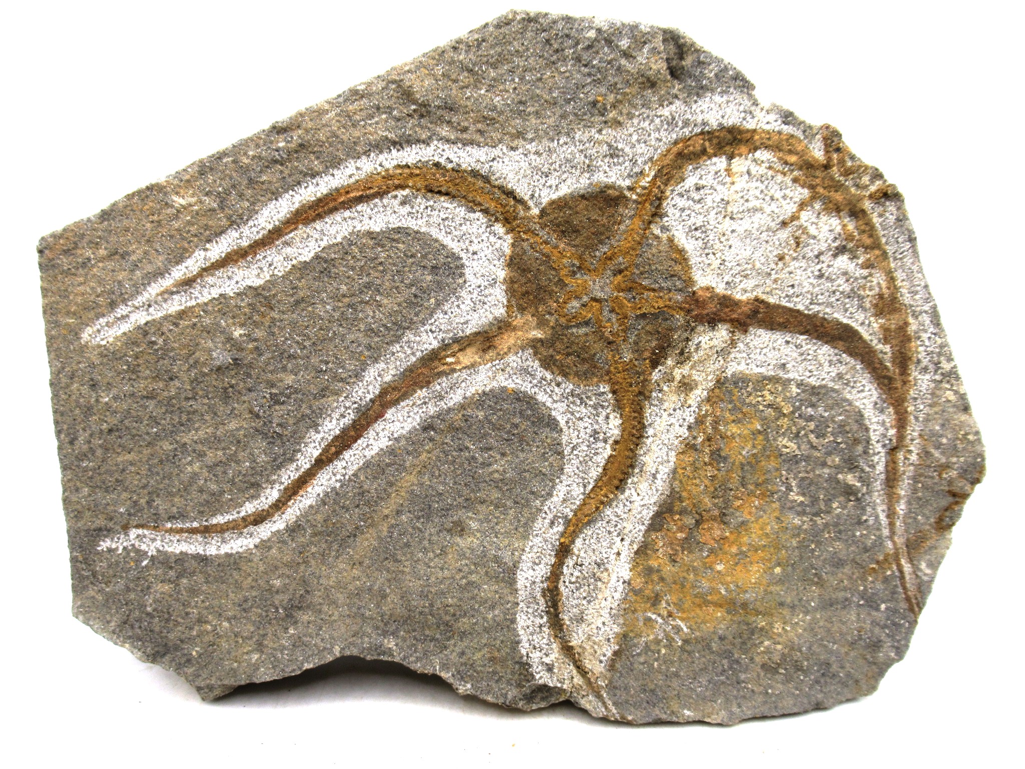 Morocco Ordovician Age Ophiura Brittle Star 24 | Fossils for Sale Genuine Ordovician Age Ophiura Brittle Star Fossils for Sale from Morocco #24