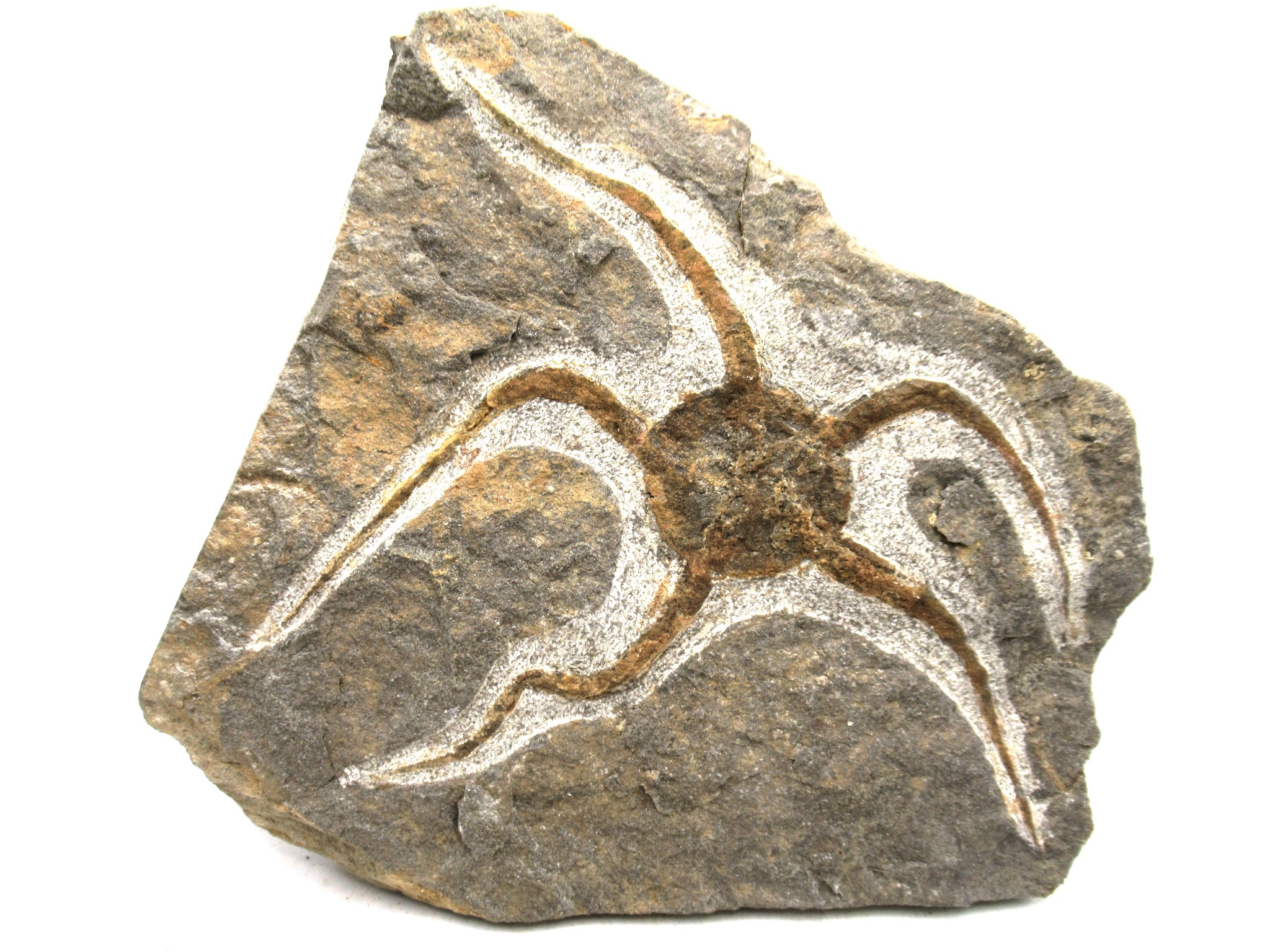 Morocco Ordovician Age Ophiura Brittle Star 25 | Fossils for Sale Genuine Ordovician Age Ophiura Brittle Star Fossils for Sale from Morocco #25