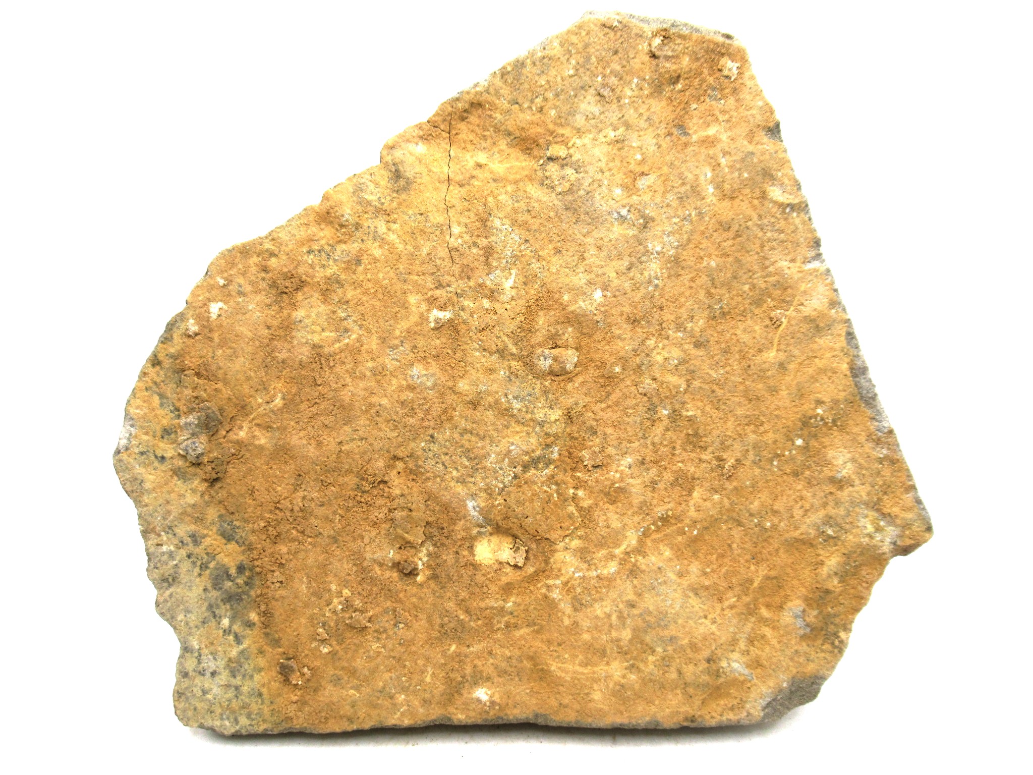 Morocco Ordovician Age Ophiura Brittle Star 25a | Fossils for Sale Genuine Ordovician Age Ophiura Brittle Star Fossils for Sale from Morocco #25a