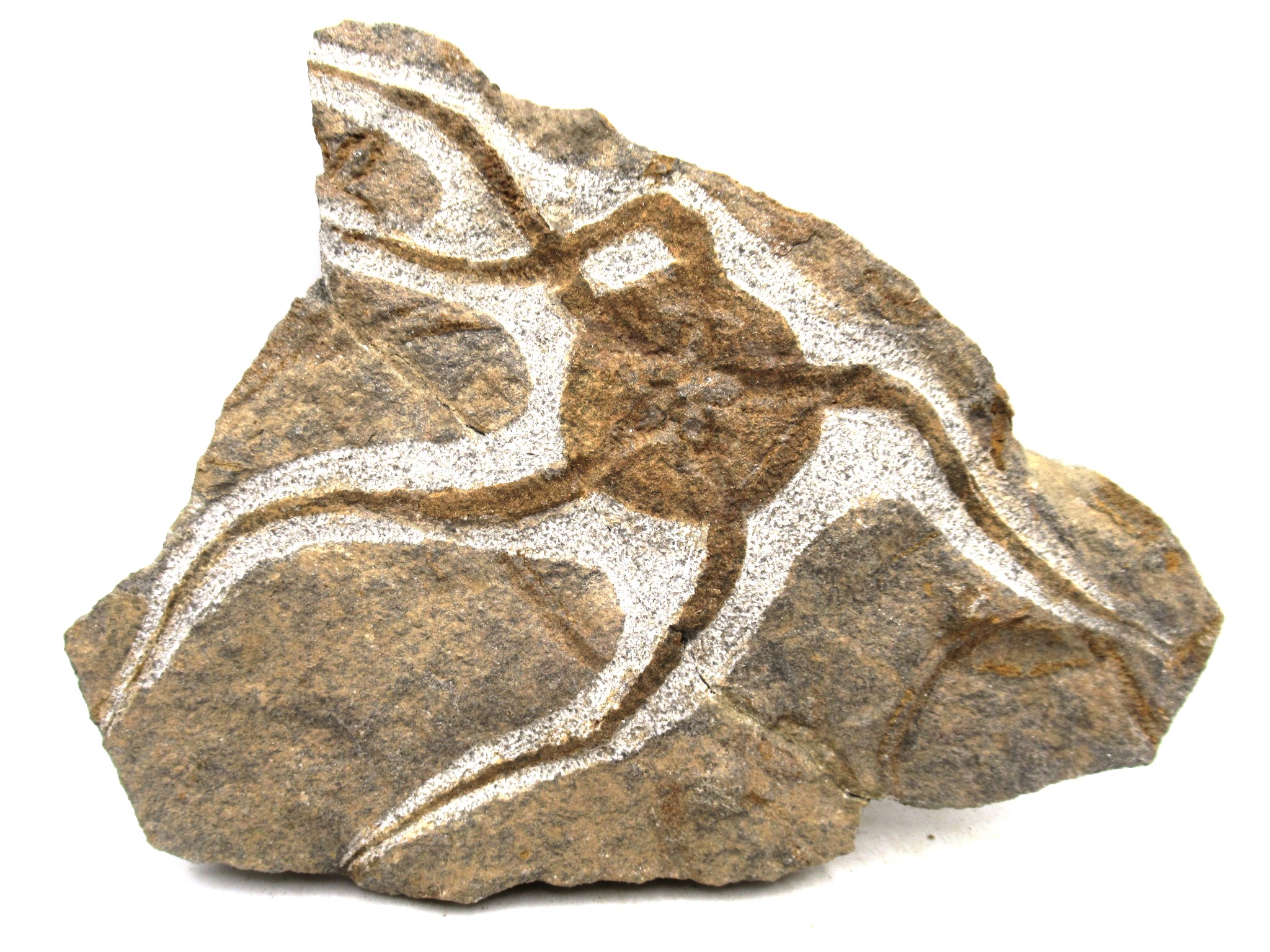 Morocco Ordovician Age Ophiura Brittle Star 28 | Fossils for Sale Genuine Ordovician Age Ophiura Brittle Star Fossils for Sale from Morocco #28
