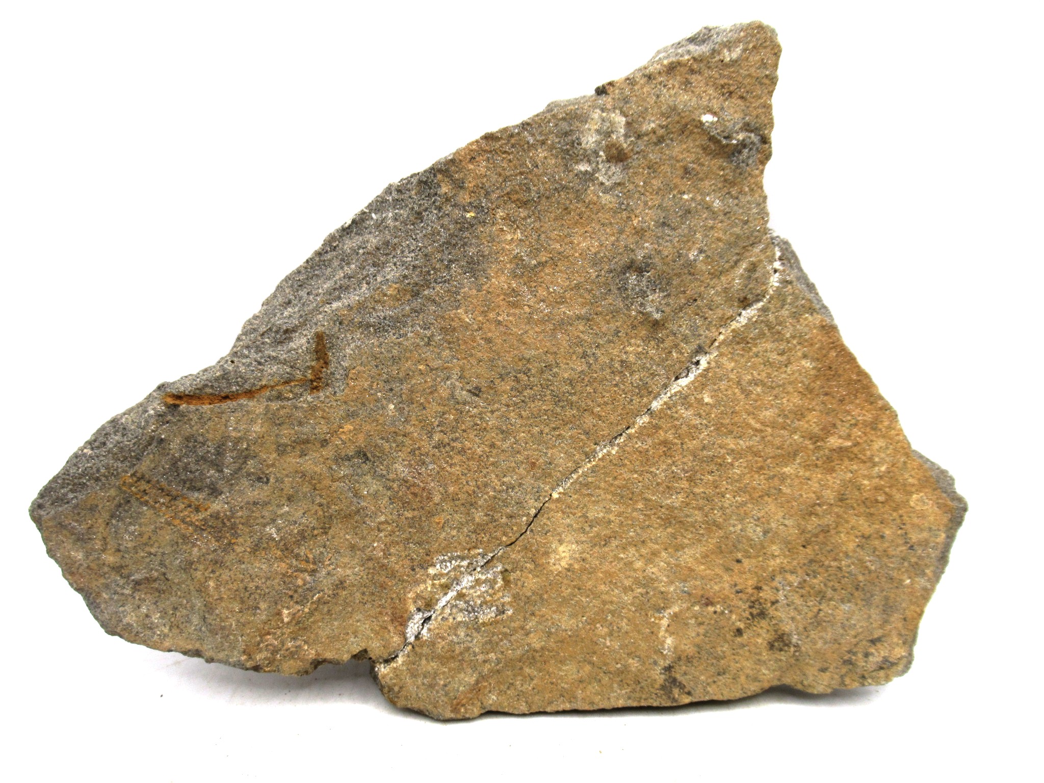 Morocco Ordovician Age Ophiura Brittle Star 28a | Fossils for Sale Genuine Ordovician Age Ophiura Brittle Star Fossils for Sale from Morocco #28a