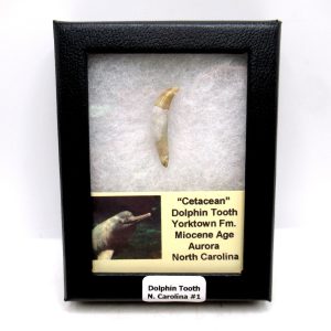 Genuine Miocene Age Extinct Dolphin Tooth Fossils for Sale from North Carolina #1