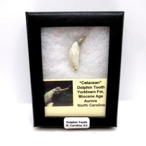 Genuine Miocene Age Extinct Dolphin Tooth Fossils for Sale from North Carolina #2