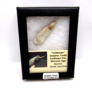 Genuine Miocene Age Extinct Dolphin Tooth Fossils for Sale from North Carolina #3