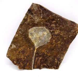 Genuine Paleocene Ginko Leaf Fossil for Sale from N. Dakota #90