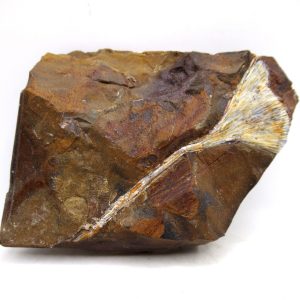 Genuine Paleocene Ginko Leaf Fossil for Sale from N. Dakota #91