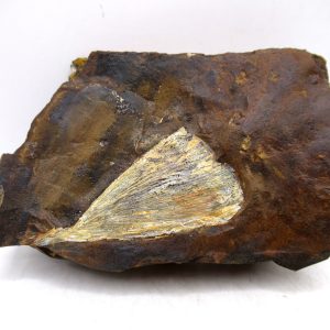 Genuine Paleocene Ginko Leaf Fossil for Sale from N. Dakota #92