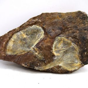 Genuine Paleocene Ginko Leaf Fossil for Sale from N. Dakota #93
