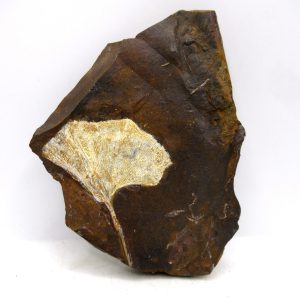 Genuine Paleocene Ginko Leaf Fossil for Sale from N. Dakota #100