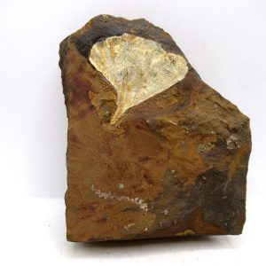 Genuine Paleocene Ginko Leaf Fossil for Sale from N. Dakota #101