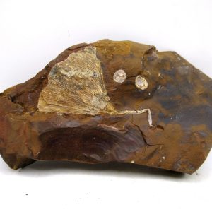 Genuine Paleocene Ginko Leaf Fossil for Sale from N. Dakota #102