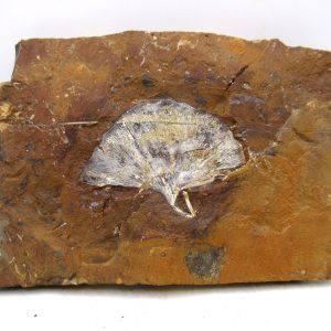 Genuine Paleocene Ginko Leaf Fossil for Sale from N. Dakota #103