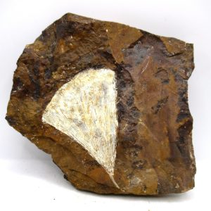 Genuine Paleocene Ginko Leaf Fossil for Sale from N. Dakota #104