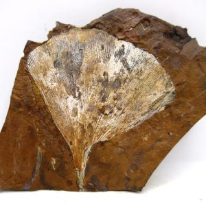 Genuine Paleocene Ginko Leaf Fossil for Sale from N. Dakota #105