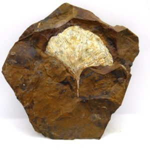 Genuine Paleocene Ginko Leaf Fossil for Sale from N. Dakota #106