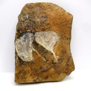 Genuine Paleocene Ginko Leaf Fossil for Sale from N. Dakota #107