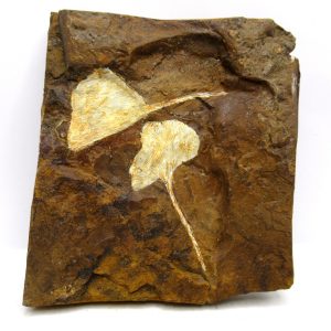 Genuine Paleocene Ginko Leaf Fossil for Sale from N. Dakota #108