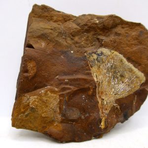 Genuine Paleocene Ginko Leaf Fossil for Sale from N. Dakota #94