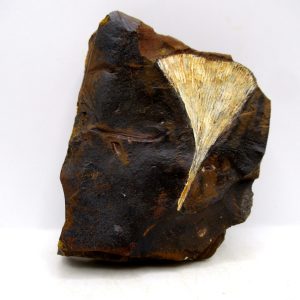Genuine Paleocene Ginko Leaf Fossil for Sale from N. Dakota #95