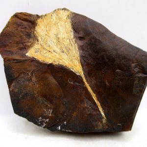 Genuine Paleocene Ginko Leaf Fossil for Sale from N. Dakota #96