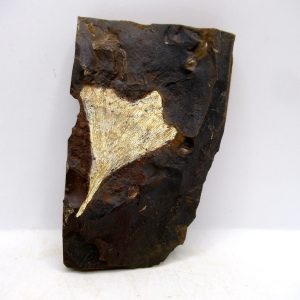 Genuine Paleocene Ginko Leaf Fossil for Sale from N. Dakota #97