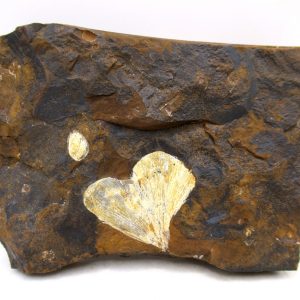 Genuine Paleocene Ginko Leaf Fossil for Sale from N. Dakota #98