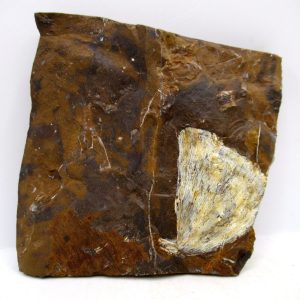 Genuine Paleocene Ginko Leaf Fossil for Sale from N. Dakota #99