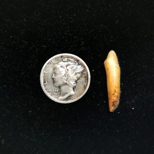 Genuine Fossil Ice Age Cave Bear Tooth from Romania For Sale #37