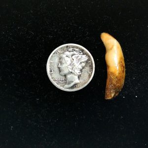 Genuine Fossil Ice Age Cave Bear Tooth from Romania For Sale #38