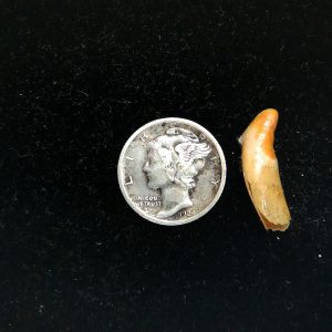 Genuine Fossil Ice Age Cave Bear Tooth from Romania For Sale #39