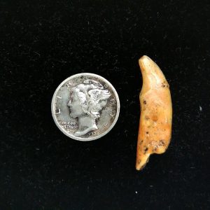 Genuine Fossil Ice Age Cave Bear Tooth from Romania For Sale #40