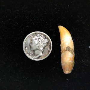 Genuine Fossil Ice Age Cave Bear Tooth from Romania For Sale #41