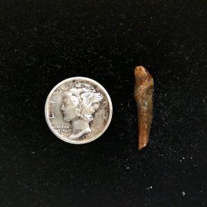 Genuine Fossil Ice Age Cave Bear Tooth from Romania For Sale #42