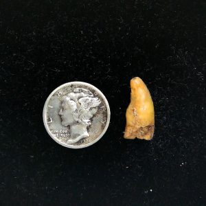 Genuine Fossil Ice Age Cave Bear Tooth from Romania For Sale #43