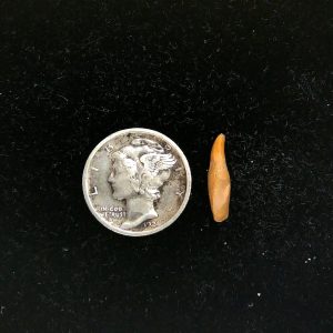 Genuine Fossil Ice Age Cave Bear Tooth from Romania For Sale #44