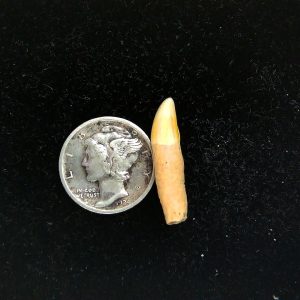 Genuine Fossil Ice Age Cave Bear Tooth from Romania For Sale #45