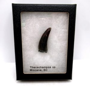 Genuine Miocene Age Thecachampsa Crocodile Tooth Fossils for Sale from South Carolina #50