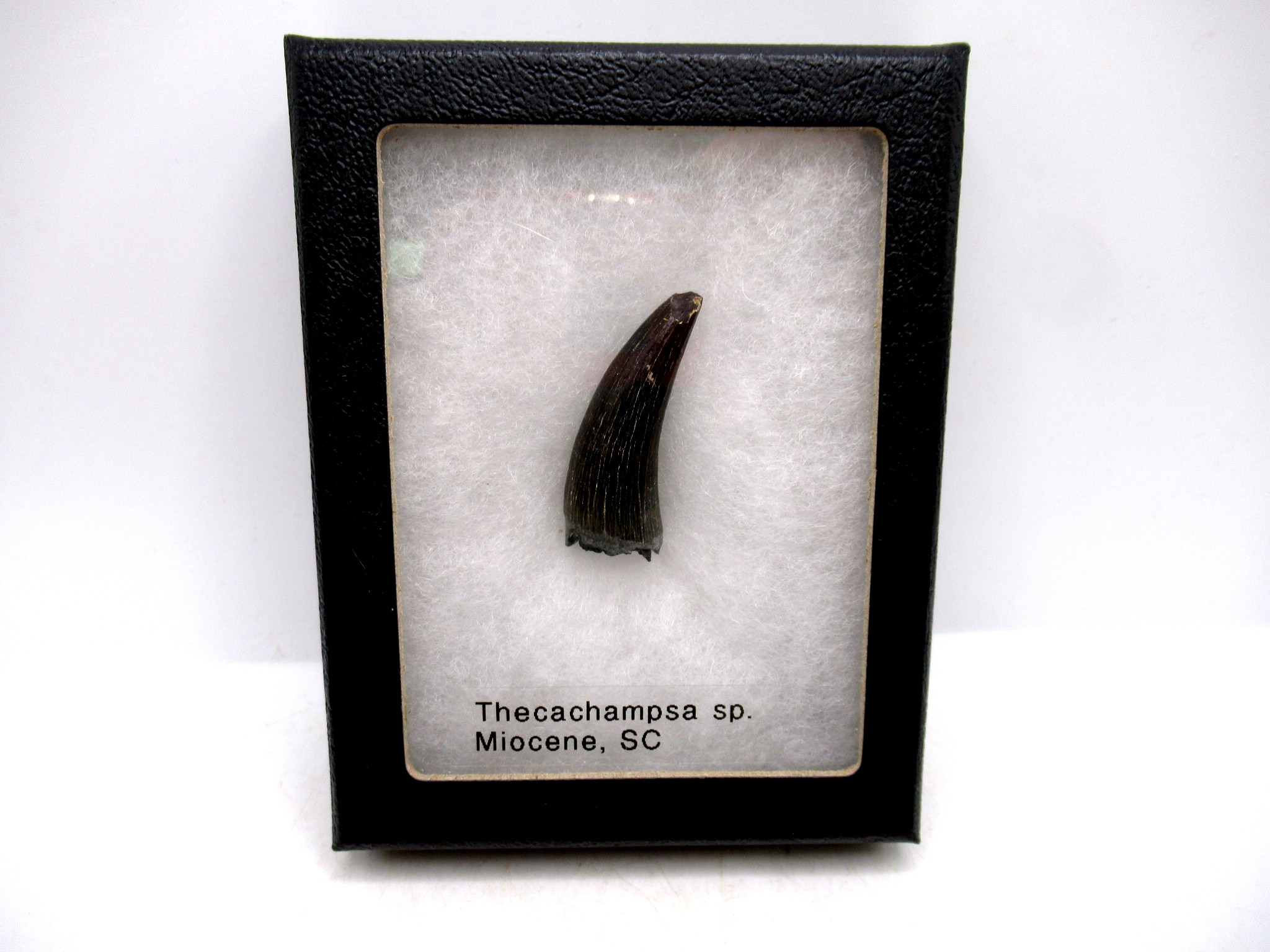S. Carolina Miocene Thecachampsa Crocodile Tooth 50 | Fossils for Sale Genuine Miocene Age Thecachampsa Crocodile Tooth Fossils for Sale from South Carolina #50