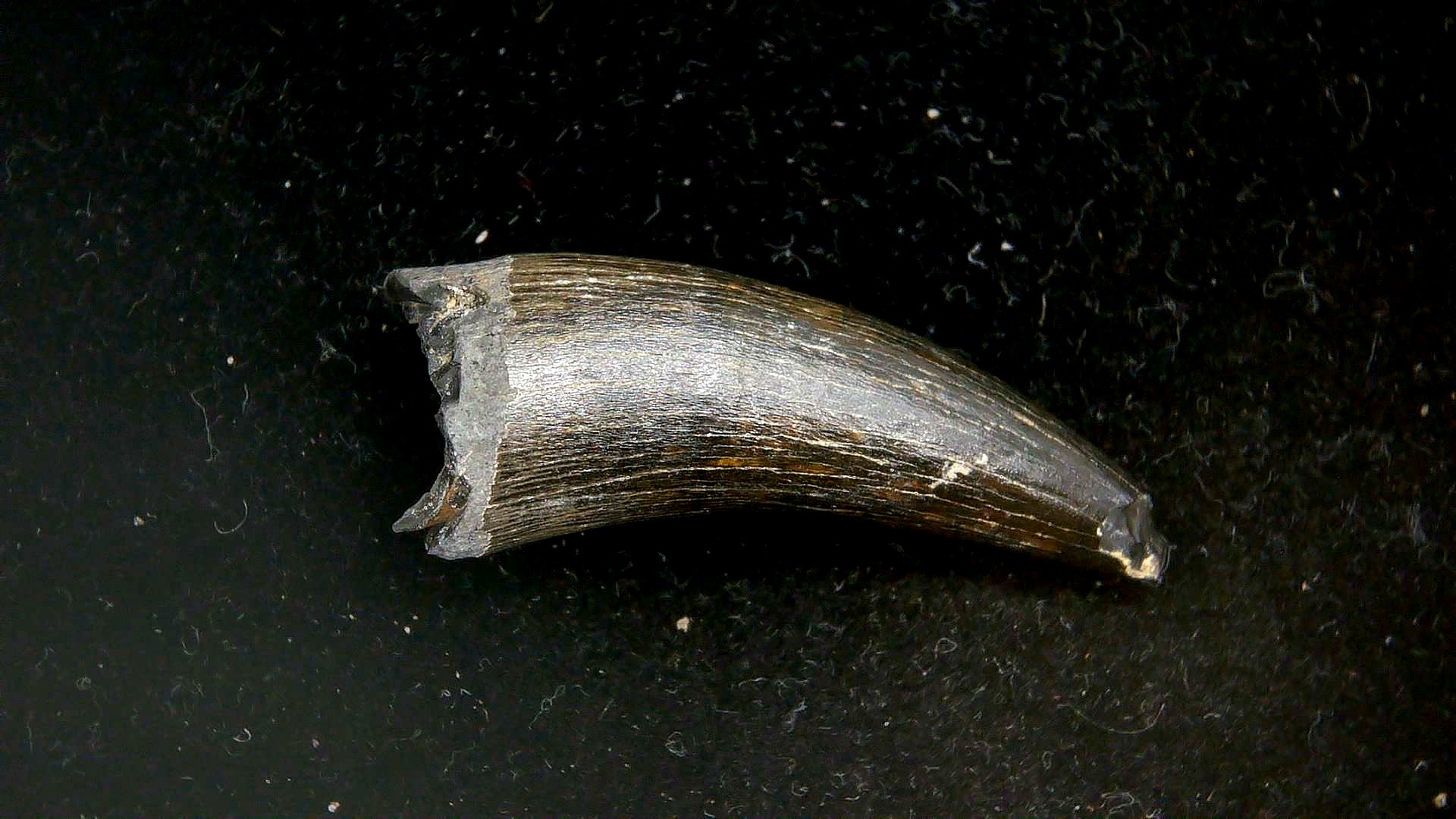 S. Carolina Miocene Thecachampsa Crocodile Tooth 50a | Fossils for Sale Genuine Miocene Age Thecachampsa Crocodile Tooth Fossils for Sale from South Carolina #50a