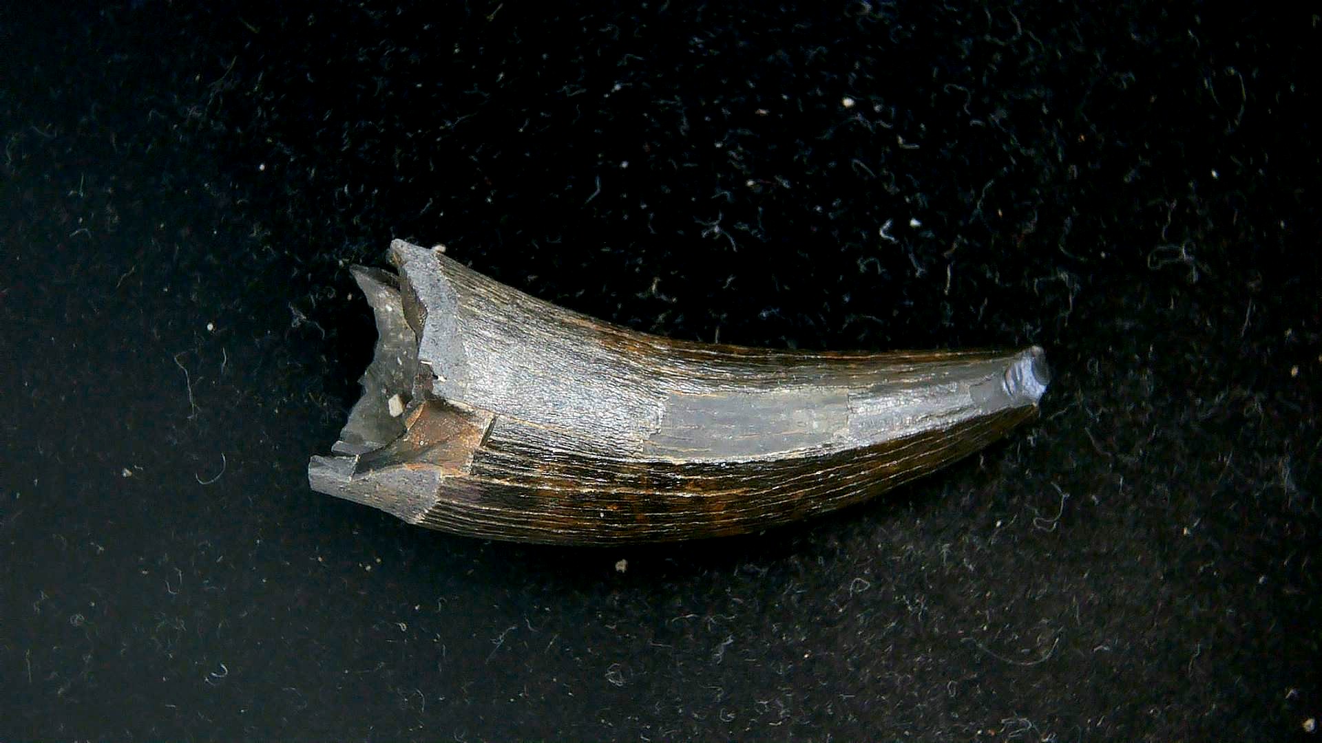 S. Carolina Miocene Thecachampsa Crocodile Tooth 50c | Fossils for Sale Genuine Miocene Age Thecachampsa Crocodile Tooth Fossils for Sale from South Carolina #50c