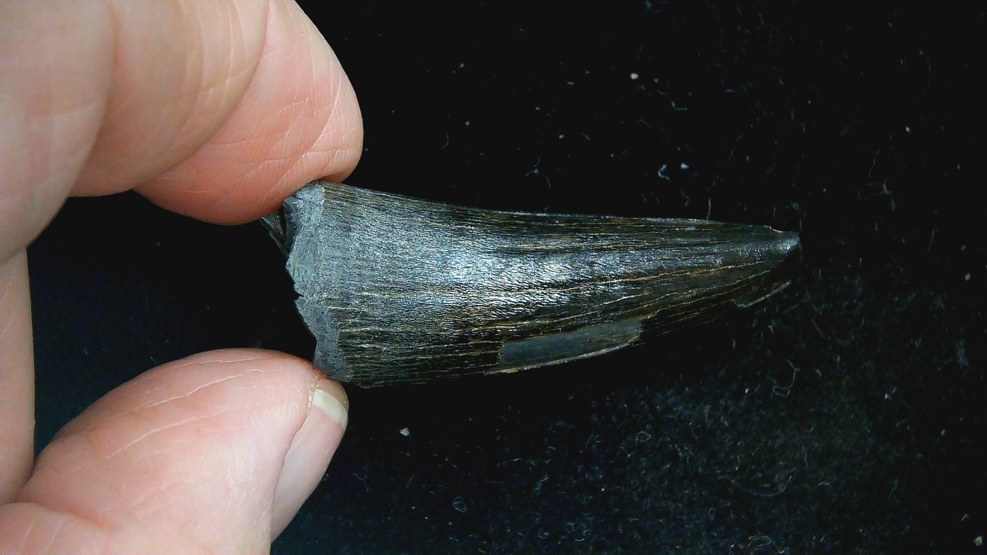 S. Carolina Miocene Thecachampsa Crocodile Tooth 50d | Fossils for Sale Genuine Miocene Age Thecachampsa Crocodile Tooth Fossils for Sale from South Carolina #50d